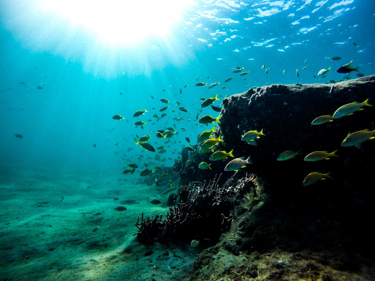 Underwater live streaming